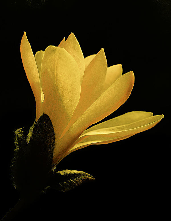 Backlit Yellow Flower