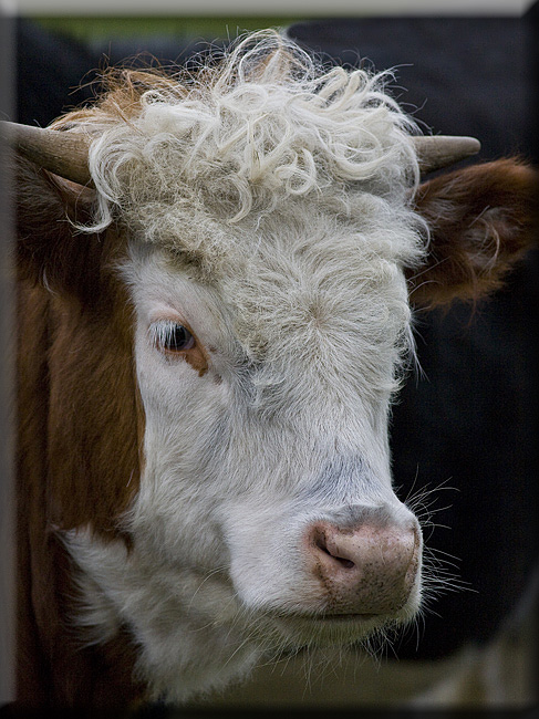 Curly Cow