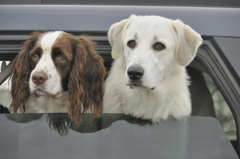 2 Dogs in a car