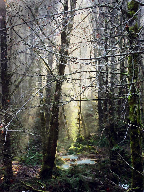 Winter Light on Frosty Trees 