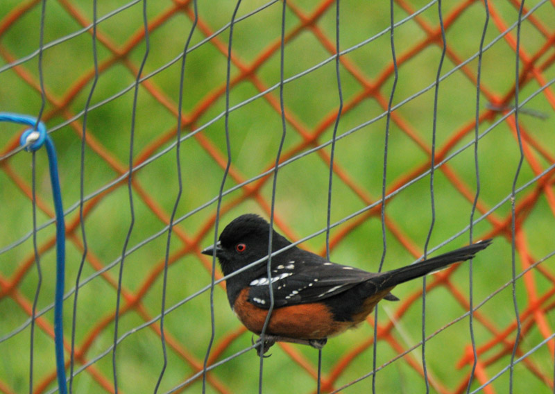 Towhee on the fence