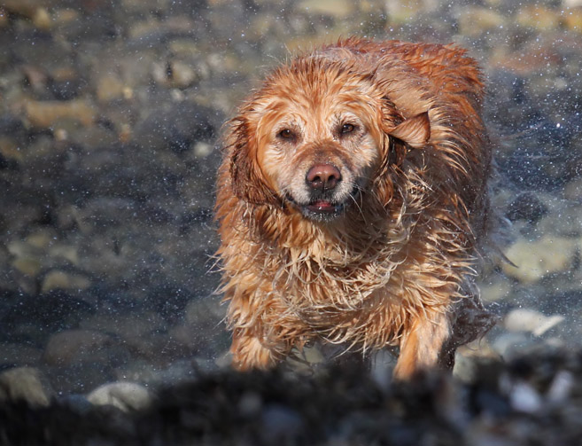 One Happy Dog