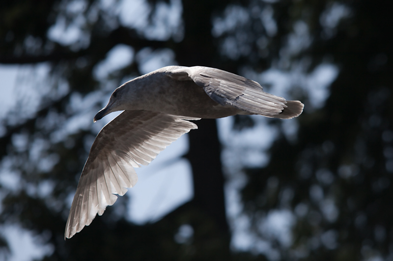 A Gull Gliding By