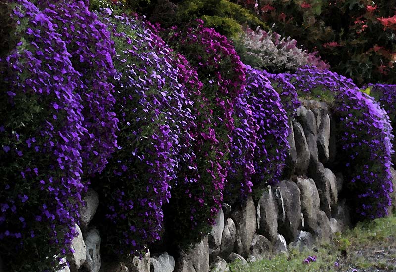 Purple Flowers and Rocks