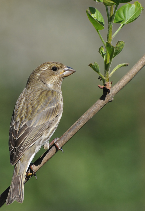 Female Purple Finch on Lilac Branch