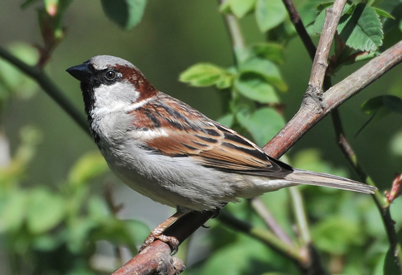 Male House Sparrow on a Branch