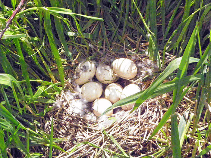 Goose Nest
