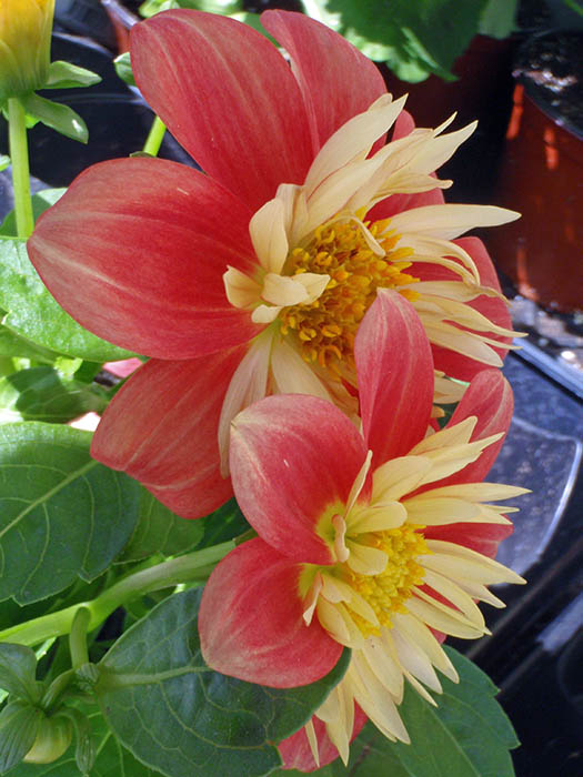 Dahlias from the Side