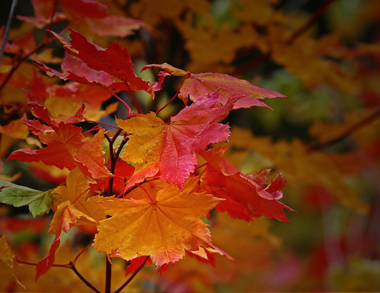 Vine Maple Leaves