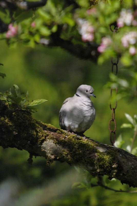 Ringed Turtle Dove