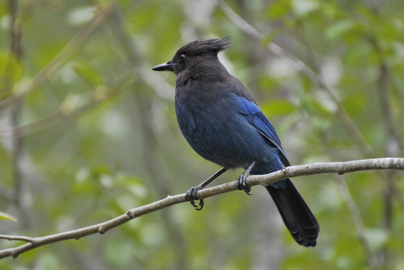 Stellar Jay