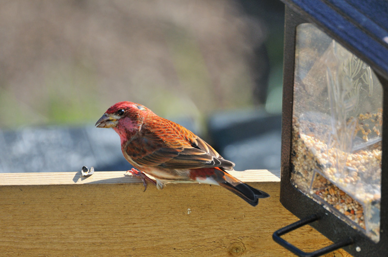 Hey, who ate my seed?