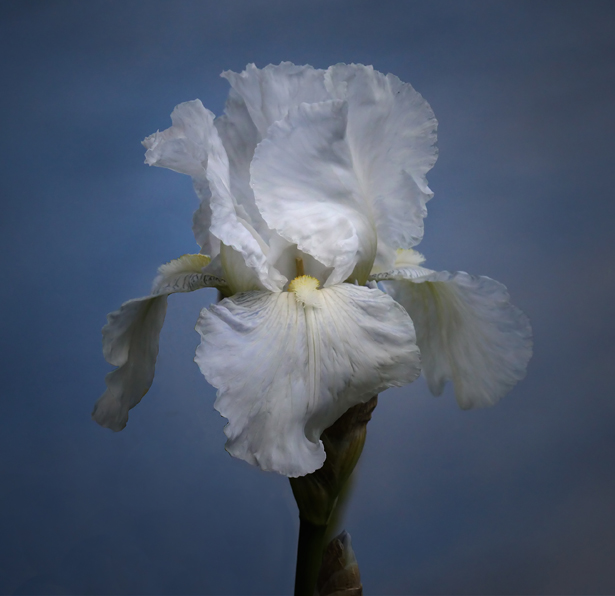 White Iris