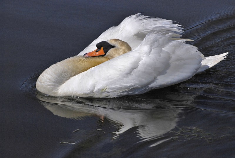 Mute Swan