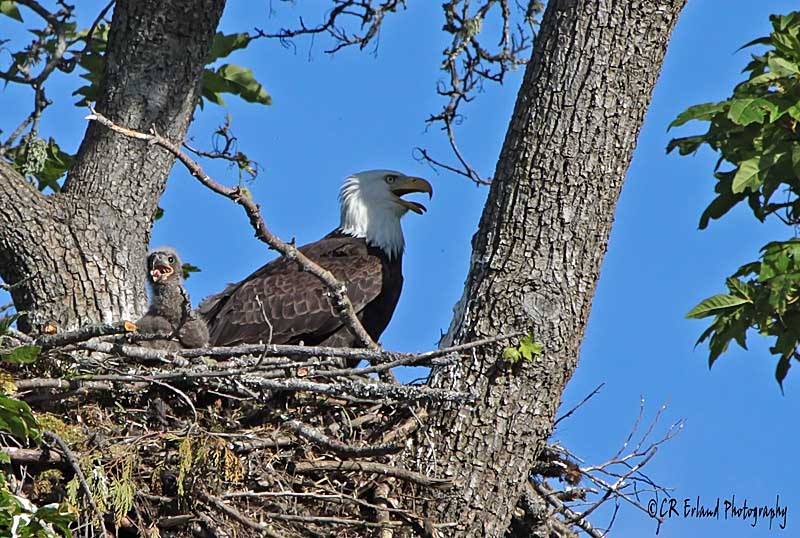 Our First Eaglet