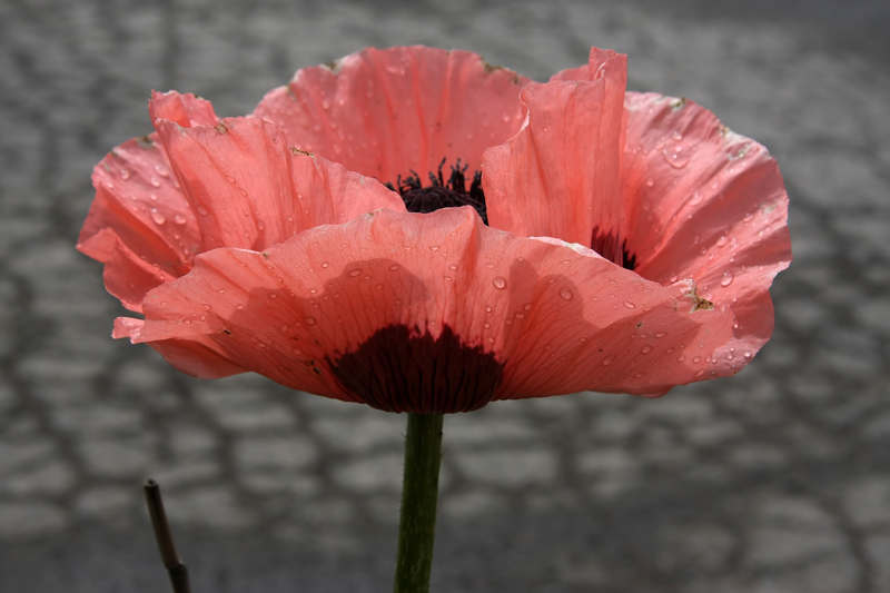 Pink Poppy