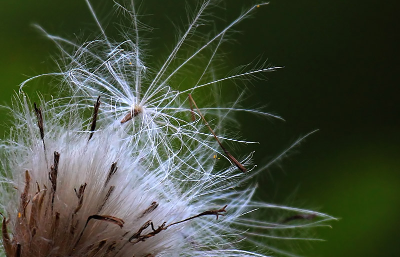 Thistledown