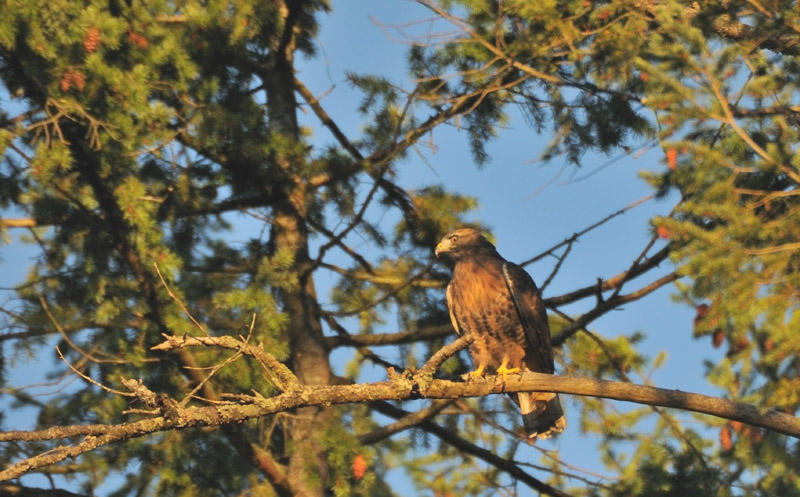 Red-tail Hawk in the morning Sun
