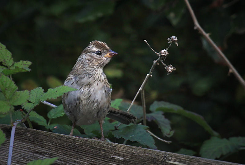 Immature Golden-crowned Sparrow