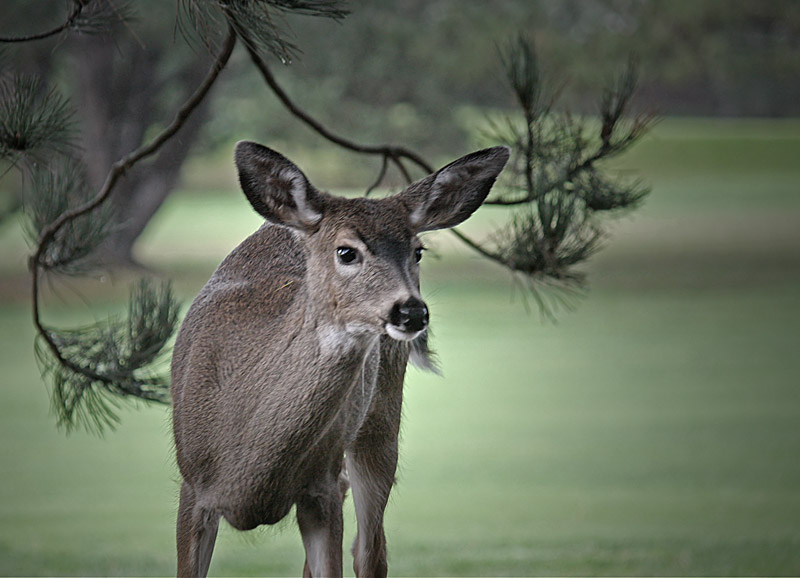 Golf Course Resident