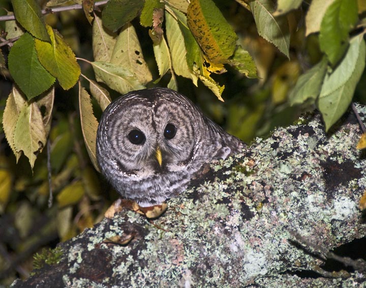 Barred Owl