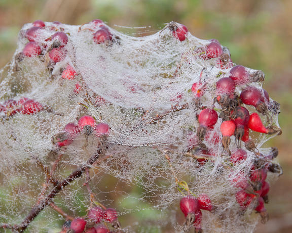 Dusting of Pearls