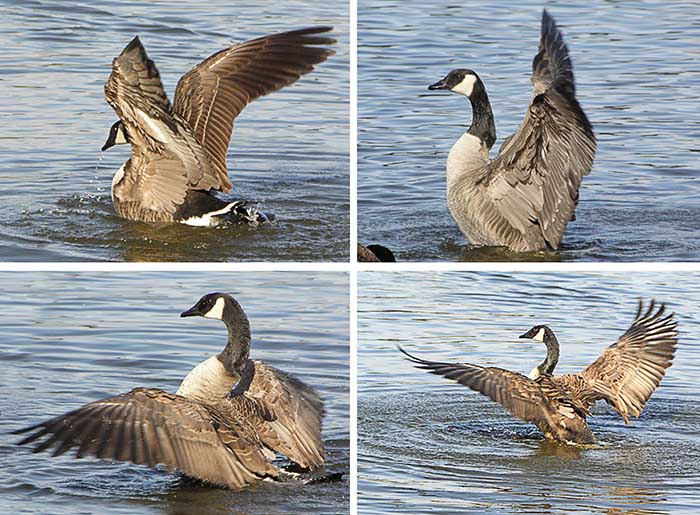 Bathing Geese II
