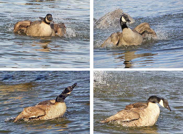 Bathing Geese I