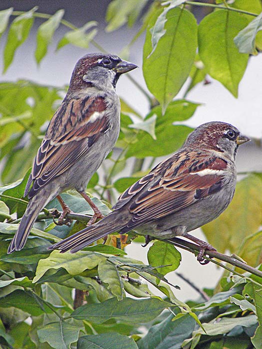 Male House Sparrows