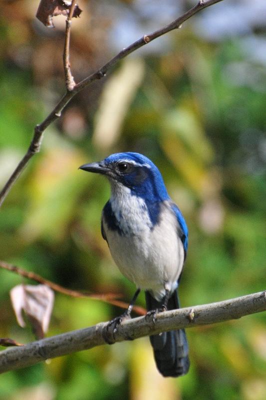 Scrub Jay