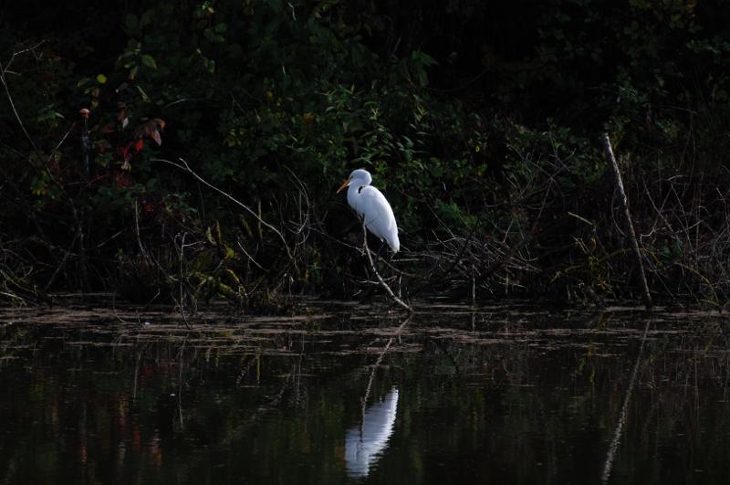 Great Egret