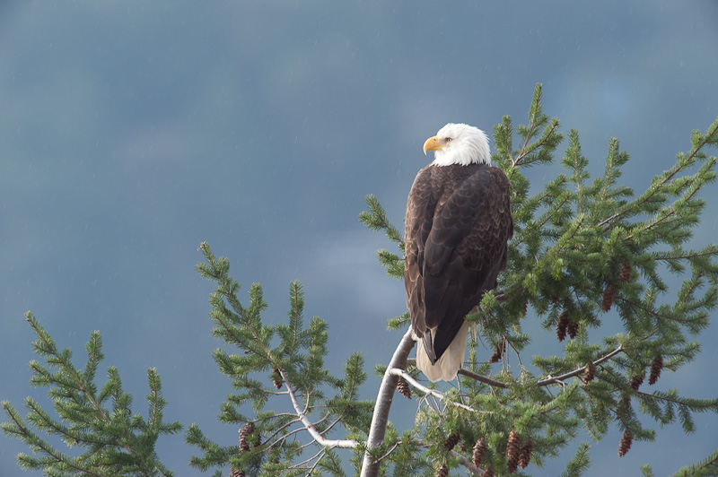Nature: Eagle Lookout #5 - GB