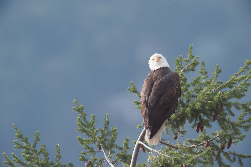Nature: Eagle Lookout #3 - GB