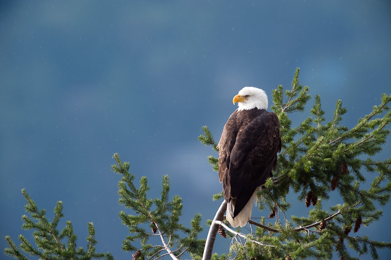 Nature: Eagle Lookout #2 - GB