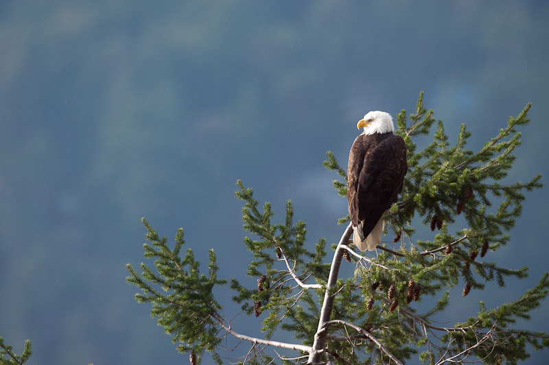 Nature: Eagle Lookout #1 - GB