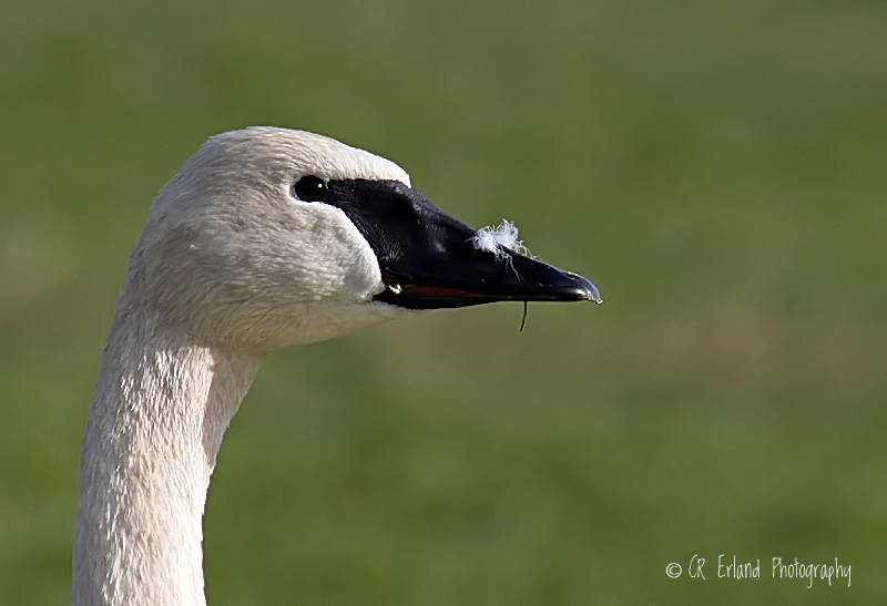 Trumpeter Swan Portrait