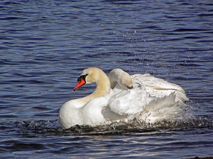 Swans Bathing I - NO