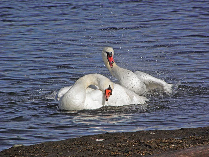 Swans Bathing II - NO