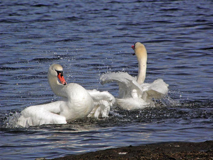 Swans Bathing III - NO