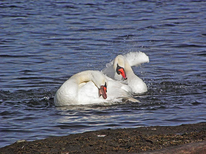 Swans Bathing IV - NO
