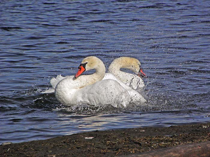 Swans Bathing V - NO