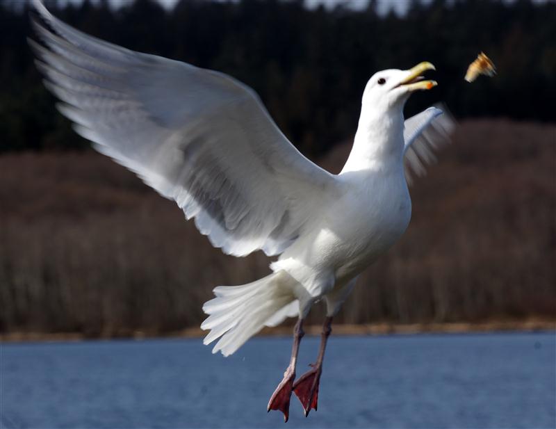 Seagull catches bread.jpg