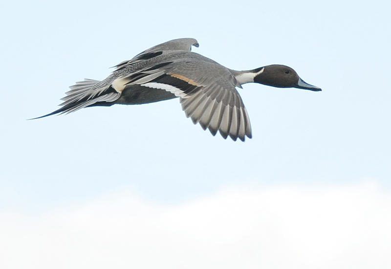 Male Pintail in flight