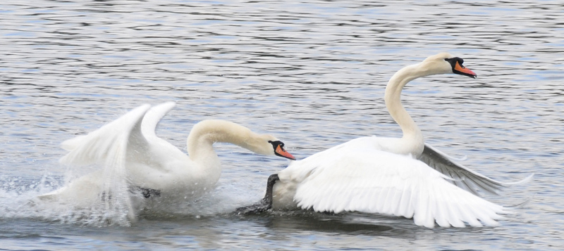 Swan Gets Goosed