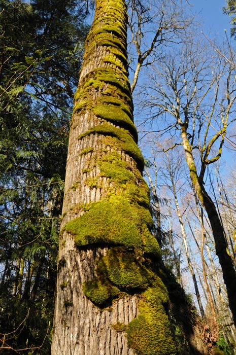 Layered moss