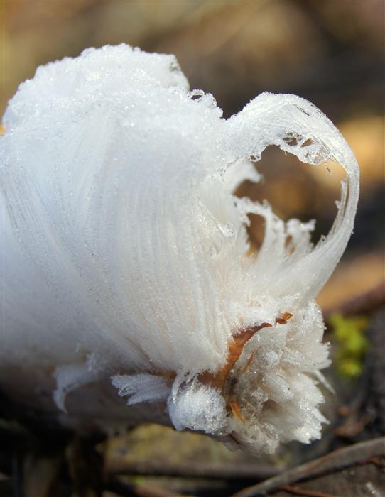 Ice on Fungus?