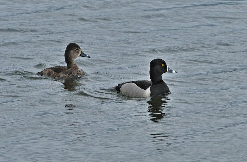 Ringed Neck Ducks