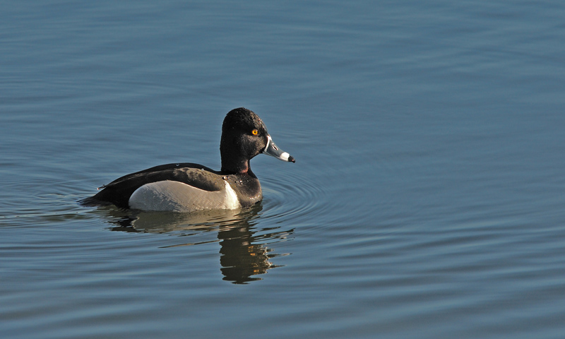 Male Ringed Neck Duck