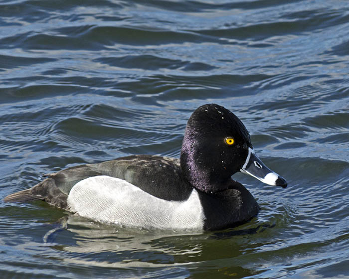 Male Ringed-Necked Duck