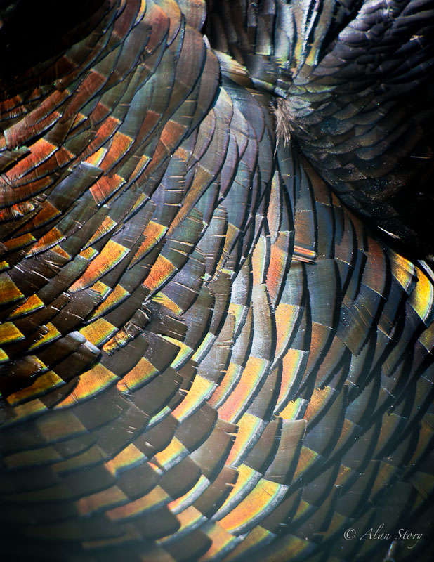 Turkey Feathers.jpg